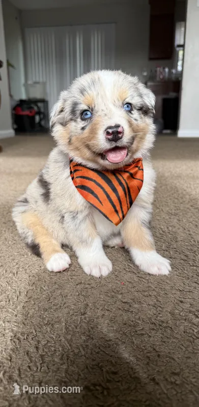 blue – Miniature Australian Shepherd puppy for sale in Greensboro, NC