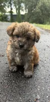 marley (shih tzu x yorkie ), a male Shorkie for sale in Winston-Salem, NC – 2 of 9