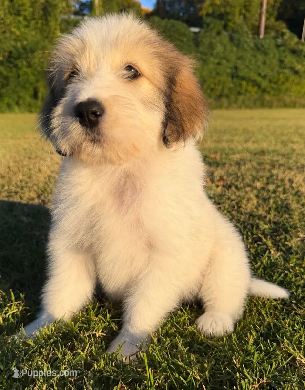 holly (sheepadoodle) (doodle puppy) – Old English Sheepdog, Poodle - Standard  puppy for sale in Winston-Salem, NC