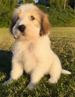 holly (sheepadoodle) (doodle puppy), a female Old English Sheepdog and Poodle - Standard  for sale in Winston-Salem, NC – 1 of 8