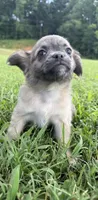 mia (chug puppy), a female Chihuahua and Pug for sale in Winston-Salem, NC – 5 of 9