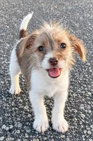 LaLa, a female Jack Russell Terrier and Yorkshire Terrier for sale in Winston-Salem, NC – 4 of 6