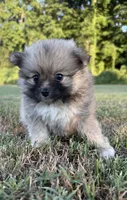 foxy, a female Pomeranian for sale in Winston-Salem, NC – 5 of 9