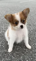 Mochi (long haired chihuahua), a male Chihuahua for sale in Winston-Salem, NC – 4 of 8