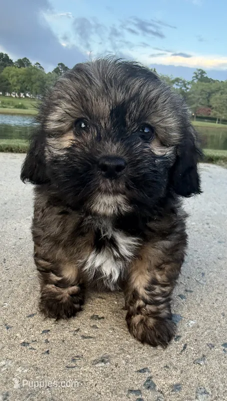 mya – Shih Tzu, Yorkshire Terrier puppy for sale in Winston-Salem, NC
