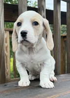 miss betty , a female Basset Hound and Dachshund for sale in Greensboro, NC – 2 of 10