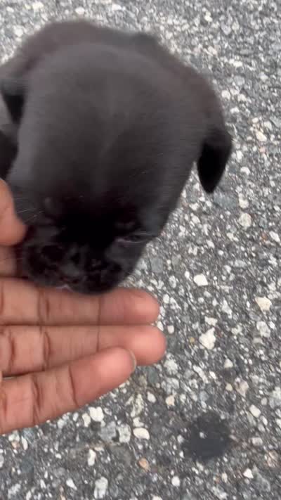 mia, a female Chihuahua and Pug for sale in Winston-Salem, NC – 5 of 5