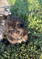 Charlie ( yorkiepoo ), a male Yorkshire Terrier and Poodle - Toy  for sale in Winston-Salem, NC – 5 of 10