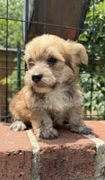 marlo (shorkie), a male Shih Tzu and Yorkshire Terrier for sale in Winston-Salem, NC – 7 of 7