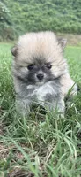 millie , a female Pomeranian for sale in Winston-Salem, NC – 7 of 7