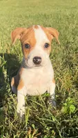 mya , a female Catahoula Leopard Dog and American Pit Bull Terrier for sale in Greensboro, NC – 5 of 6