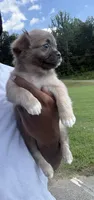 mia (chug puppy), a female Chihuahua and Pug for sale in Winston-Salem, NC – 7 of 9