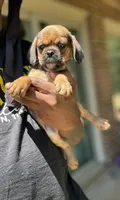 lili (chug puppy), a female Chihuahua and Pug for sale in Winston-Salem, NC – 2 of 6