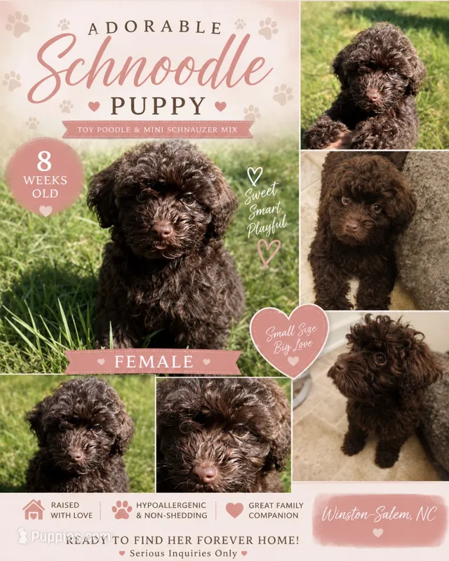 lele (toy-schnoodle) – Miniature Schnauzer, Poodle - Toy  puppy for sale in Winston-Salem, NC