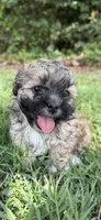 LILY, a female Shih Tzu and Poodle - Toy  for sale in Winston-Salem, NC – 6 of 8