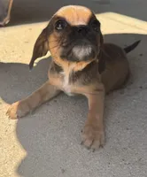 lili (chug puppy), a female Chihuahua and Pug for sale in Winston-Salem, NC – 5 of 6