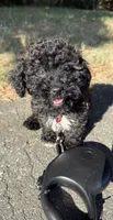 mia (toy cavapoo), a female Cavalier King Charles Spaniel and Poodle - Toy  for sale in Winston-Salem, NC – 7 of 9