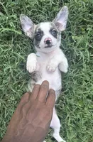 milo (chug puppy), a male Chihuahua and Pug for sale in Winston-Salem, NC – 2 of 8