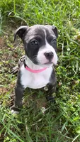 mya , a female American Pit Bull Terrier for sale in Winston-Salem, NC – 4 of 5