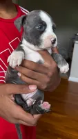 Lala, a female American Pit Bull Terrier for sale in Winston-Salem, NC – 3 of 5