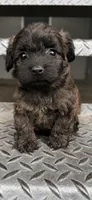 Marley (toy yorki-poo, a male Yorkshire Terrier and Poodle - Toy  for sale in Winston-Salem, NC – 2 of 5