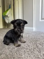 chu-chu (snorkie) , a male Miniature Schnauzer and Yorkshire Terrier for sale in Winston-Salem, NC – 7 of 9