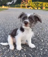 mimi, a female Jack Russell Terrier and Yorkshire Terrier for sale in Winston-Salem, NC – 3 of 7