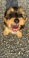 teddy (shorkie puppy), a male Shih Tzu and Yorkshire Terrier for sale in Winston-Salem, NC – 6 of 9