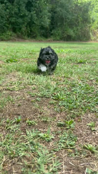 lulu, a female Shih Tzu and Poodle - Toy  for sale in Winston-Salem, NC – 8 of 8