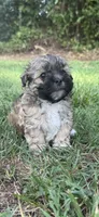LILY, a female Shih Tzu and Poodle - Toy  for sale in Winston-Salem, NC – 1 of 8