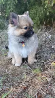 Teddy, a male Pomeranian for sale in Greensboro, NC – 5 of 6