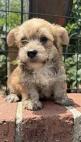 marlo (shorkie), a male Shih Tzu and Yorkshire Terrier for sale in Winston-Salem, NC – 6 of 7