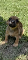 pablo (chiweenie), a male Chihuahua and Miniature Dachshund for sale in Winston-Salem, NC – 1 of 6