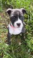 mya , a female American Pit Bull Terrier for sale in Winston-Salem, NC – 3 of 5