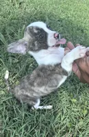 milo (chug puppy), a male Chihuahua and Pug for sale in Winston-Salem, NC – 1 of 8