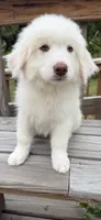 marky , a male Australian Shepherd and Great Pyrenees for sale in Bronx, NY – 2 of 9
