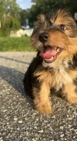 teddy (shorkie puppy), a male Shih Tzu and Yorkshire Terrier for sale in Winston-Salem, NC – 3 of 9