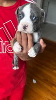Lala, a female American Pit Bull Terrier for sale in Winston-Salem, NC – 5 of 5