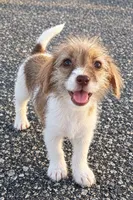 LaLa, a female Jack Russell Terrier and Yorkshire Terrier for sale in Winston-Salem, NC – 6 of 6