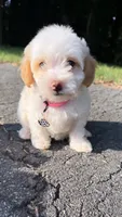 Lulu, a female Maltipoo for sale in Winston-Salem, NC – 5 of 10