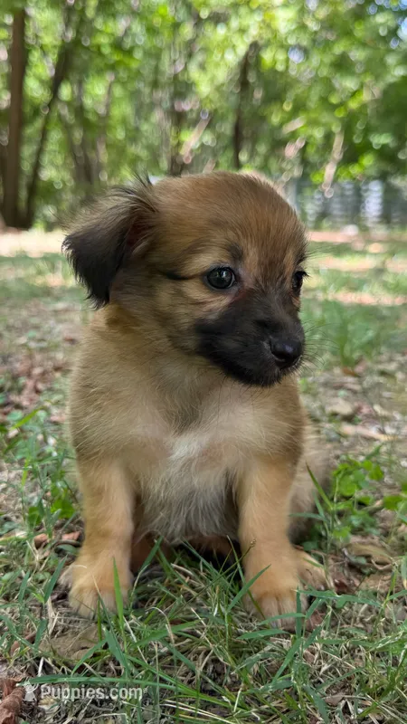 penny – Chihuahua, Miniature Dachshund puppy for sale in Winston-Salem, NC