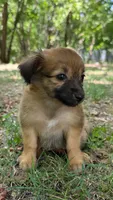 penny, a female Chihuahua and Miniature Dachshund for sale in Winston-Salem, NC – 1 of 7