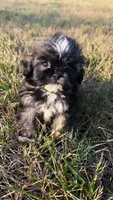 bella (shih-poo), a female Shih Tzu and Poodle - Toy  for sale in Winston-Salem, NC – 8 of 9