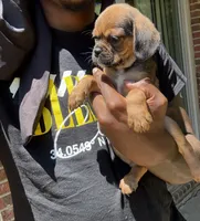 lili (chug puppy), a female Chihuahua and Pug for sale in Winston-Salem, NC – 6 of 6