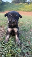 mia (yorkie x mini schnauzer) -snorkie, a female Miniature Schnauzer and Yorkshire Terrier for sale in Winston-Salem, NC – 4 of 9