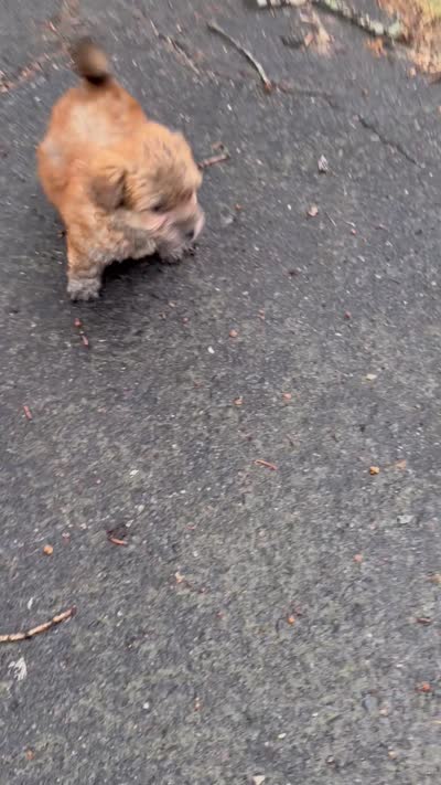 marley (shih tzu x yorkie ), a male Shorkie for sale in Winston-Salem, NC – 9 of 9