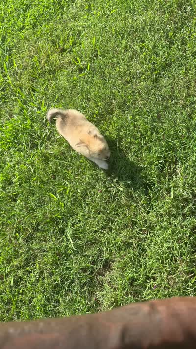jojo (aussie-pom), a male Pomeranian and Miniature Australian Shepherd for sale in Winston-Salem, NC – 5 of 5