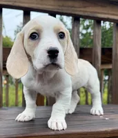 miss betty , a female Basset Hound and Dachshund for sale in Greensboro, NC – 5 of 10