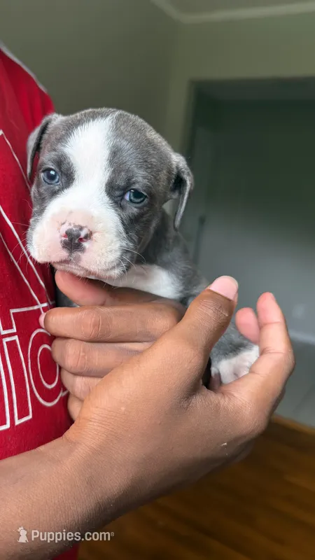 Lala – American Pit Bull Terrier puppy for sale in Winston-Salem, NC