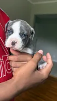 Lala, a female American Pit Bull Terrier for sale in Winston-Salem, NC – 1 of 5
